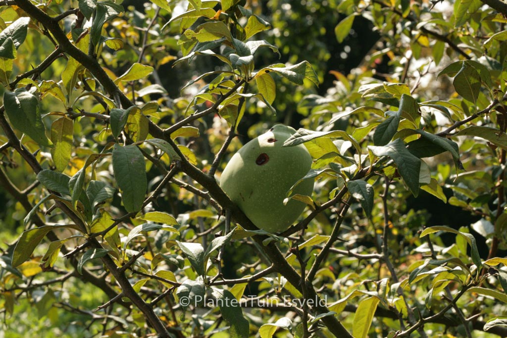 Chaenomeles cathayensis