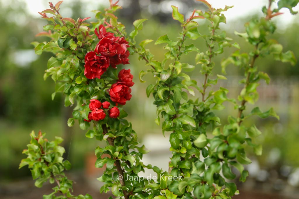 Chaenomeles japonica ‘Red Joy’