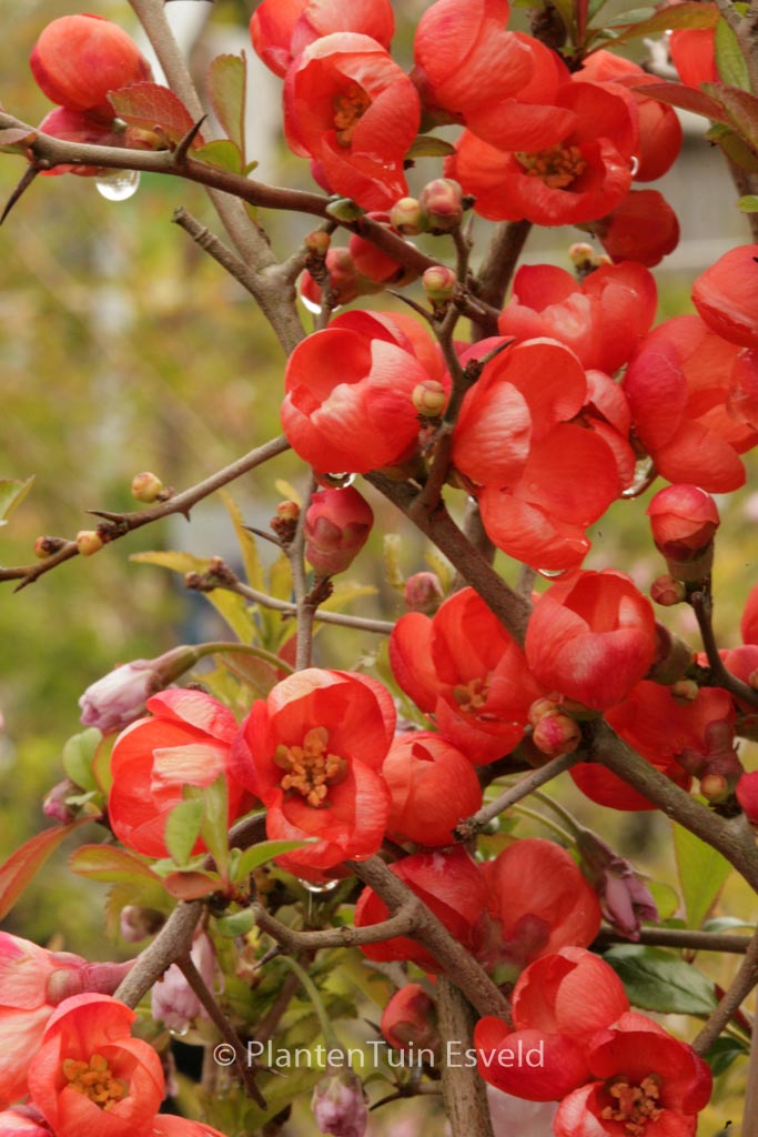 Chaenomeles japonica ‘Sargentii’
