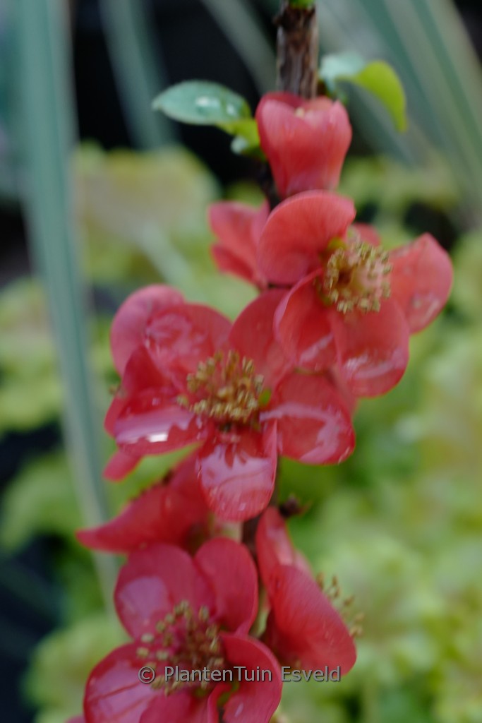 Chaenomeles speciosa ‘Ainoomoi’ (RED KIMONO)