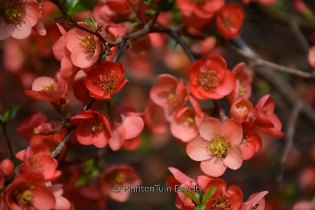 Chaenomeles speciosa ‘Aurora’