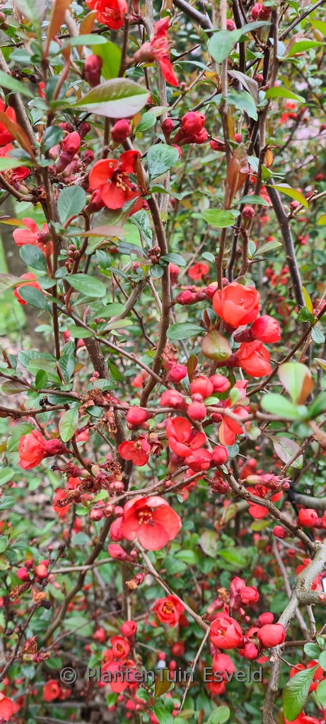 Chaenomeles speciosa ‘Friesdorfer’