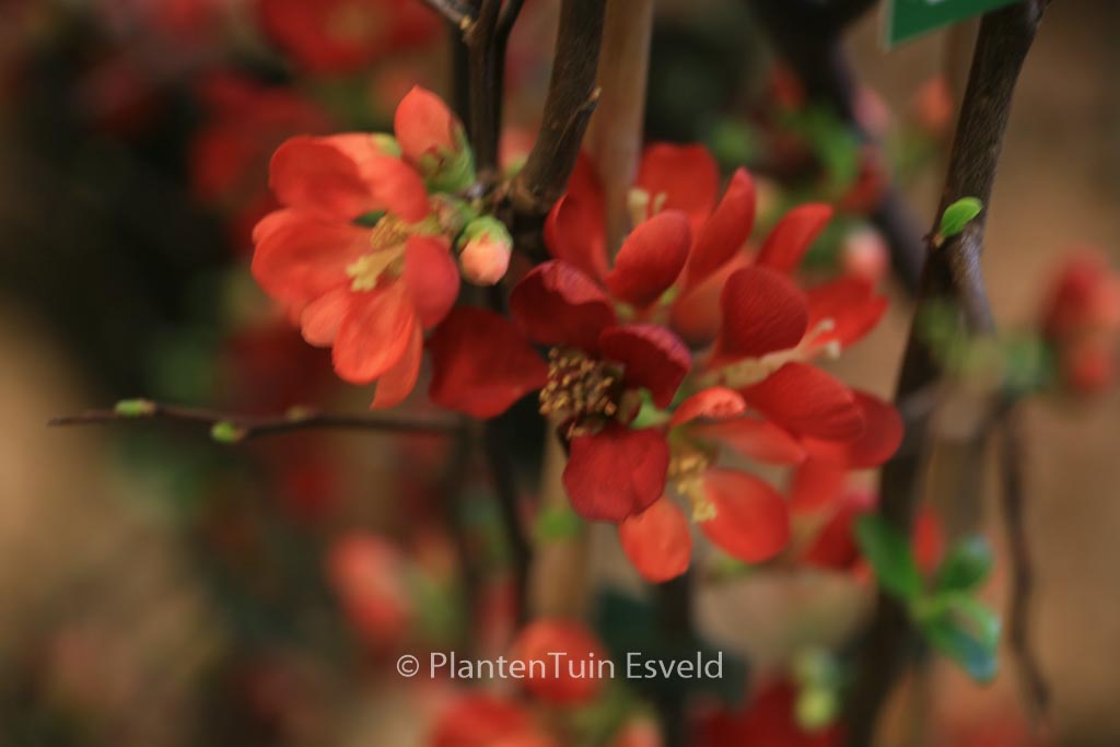 Chaenomeles speciosa ‘Hot Fire’