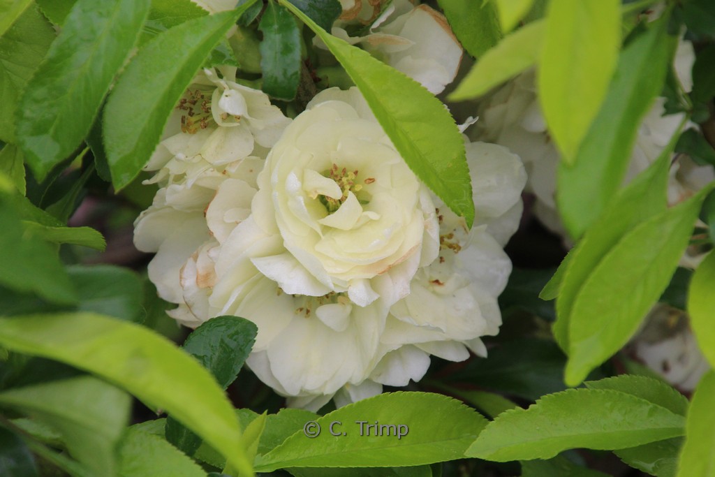 Chaenomeles speciosa ‘Yukigoten’