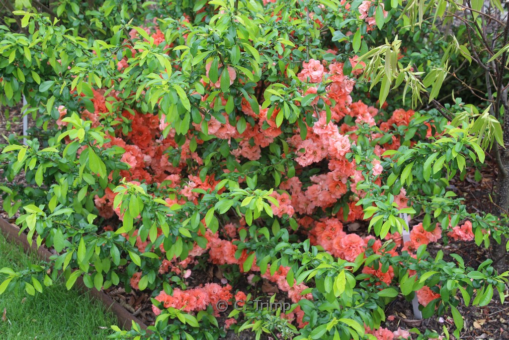 Chaenomeles superba ‘Cameo’