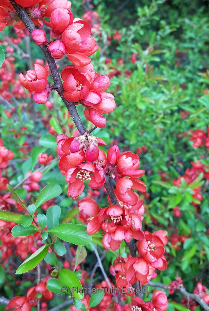 Chaenomeles superba ‘Coral Sea’