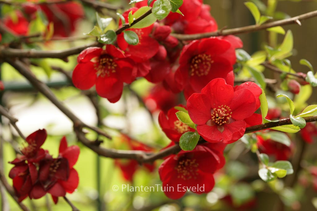 Chaenomeles superba ‘Crimson & Gold’