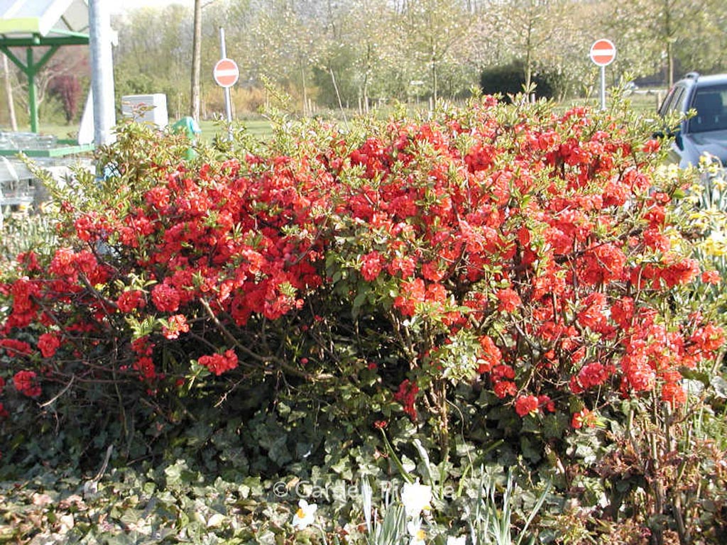 Chaenomeles superba ‘Elly Mossel’