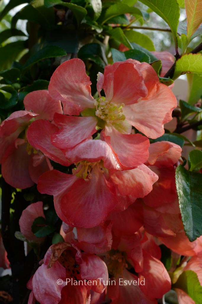 Chaenomeles superba ‘Interpita’ (PINK TRAIL)