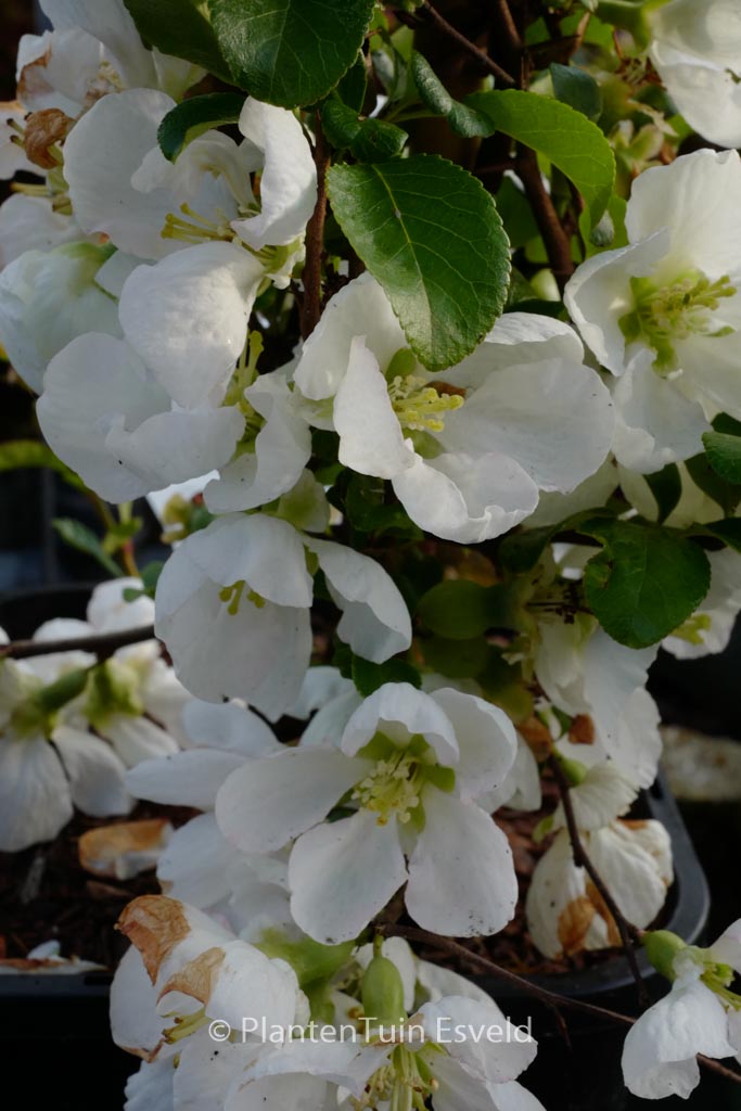 Chaenomeles superba ‘Jet Trail’