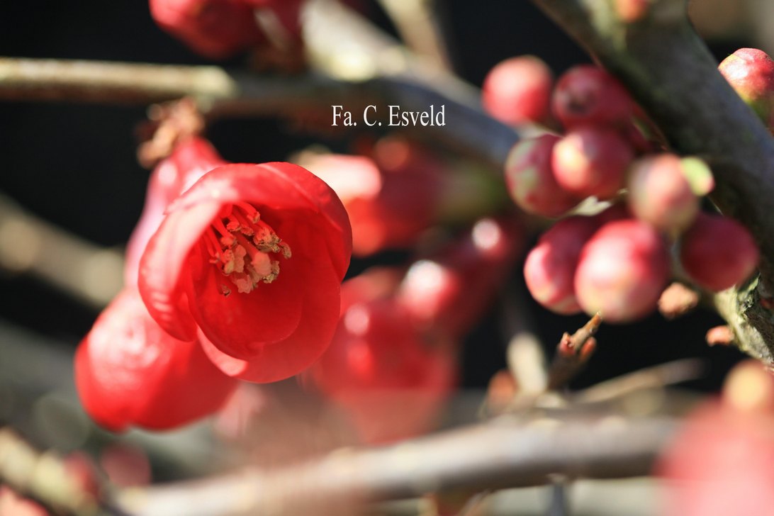 Chaenomeles superba ‘Nicoline’