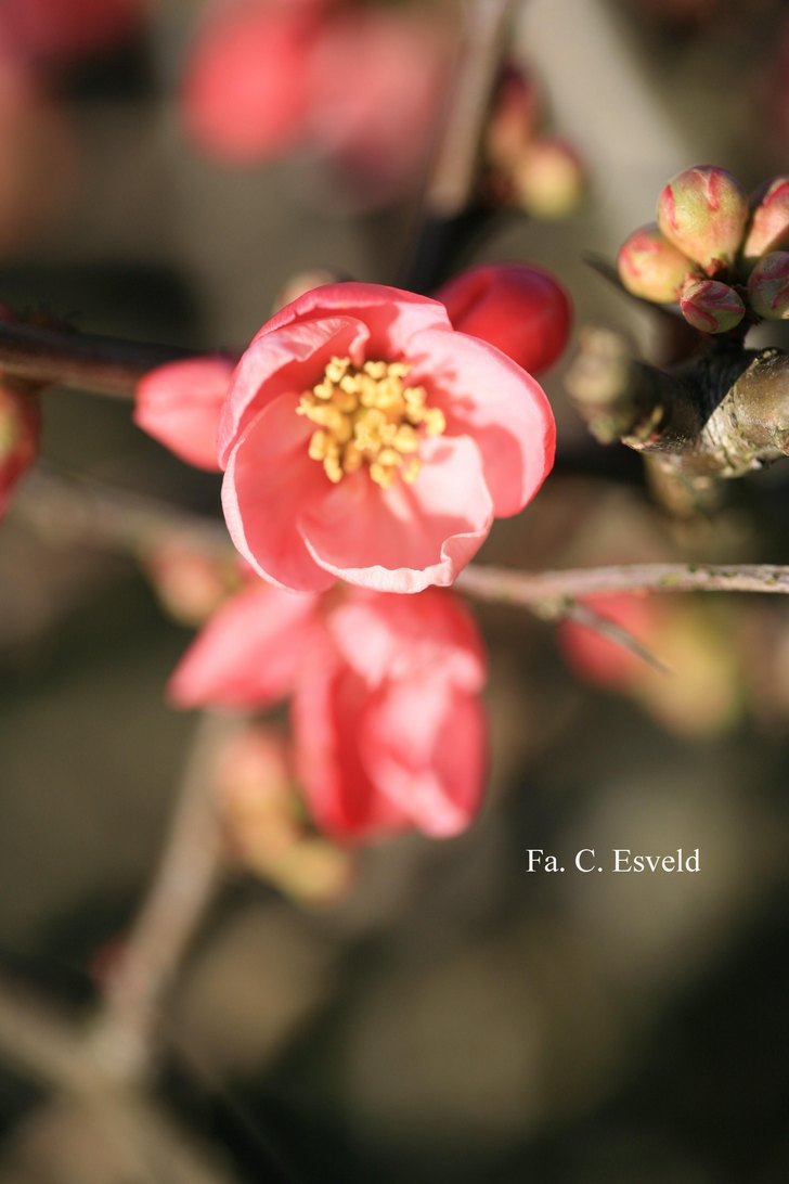 Chaenomeles superba ‘Pink Lady’
