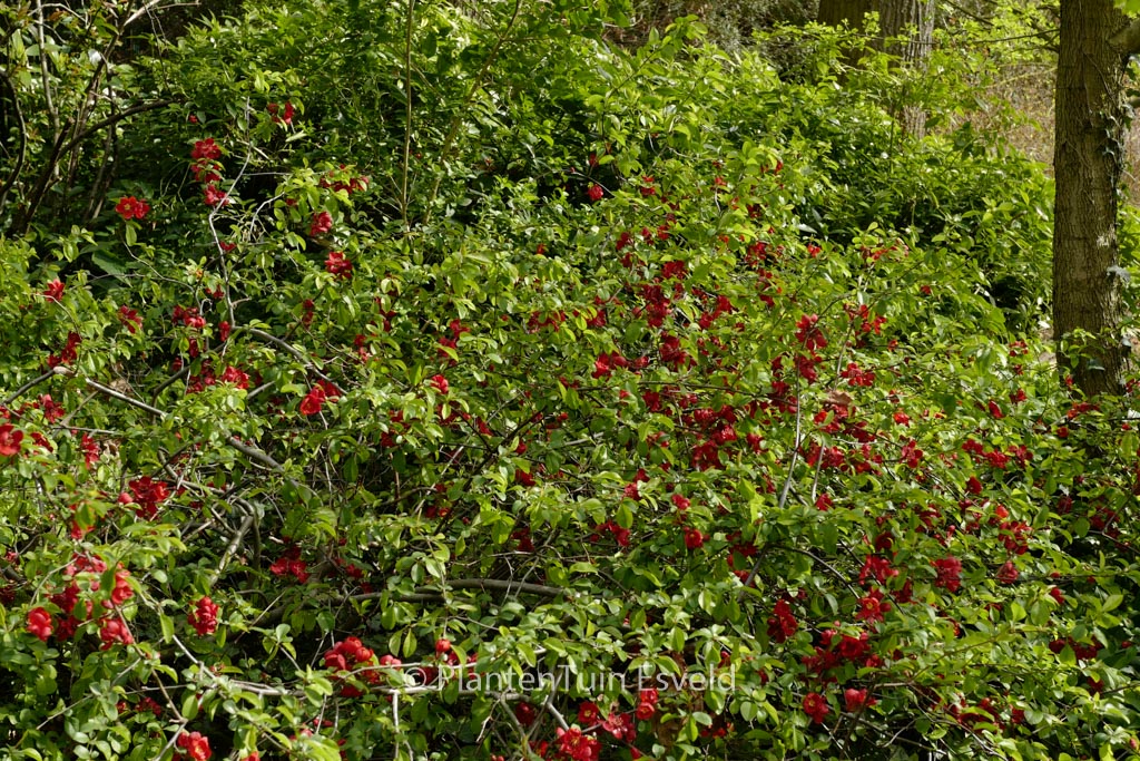 Chaenomeles superba ‘Red Trail’