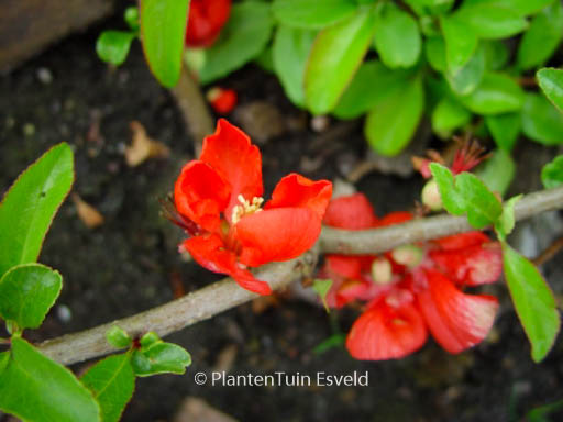 Chaenomeles superba ‘Texas Scarlet’
