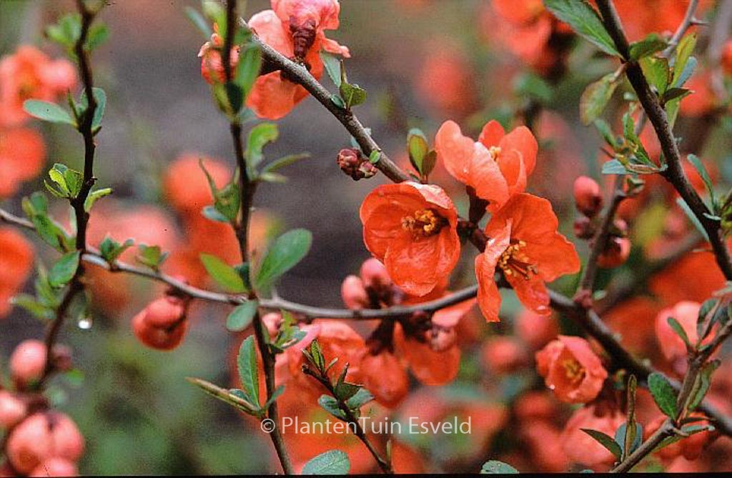 Chaenomeles superba ‘Vermillon’