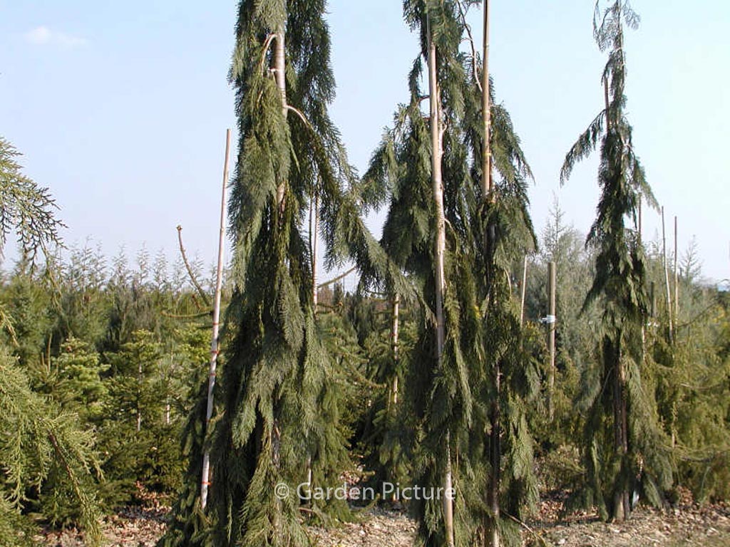 Chamaecyparis lawsoniana ‘Dik’s Weeping’