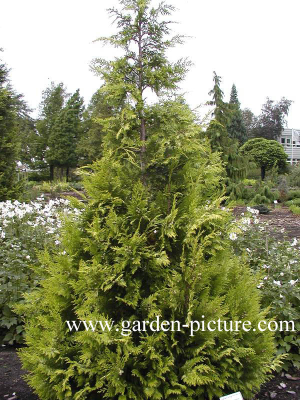 Chamaecyparis lawsoniana ‘Ivonne’
