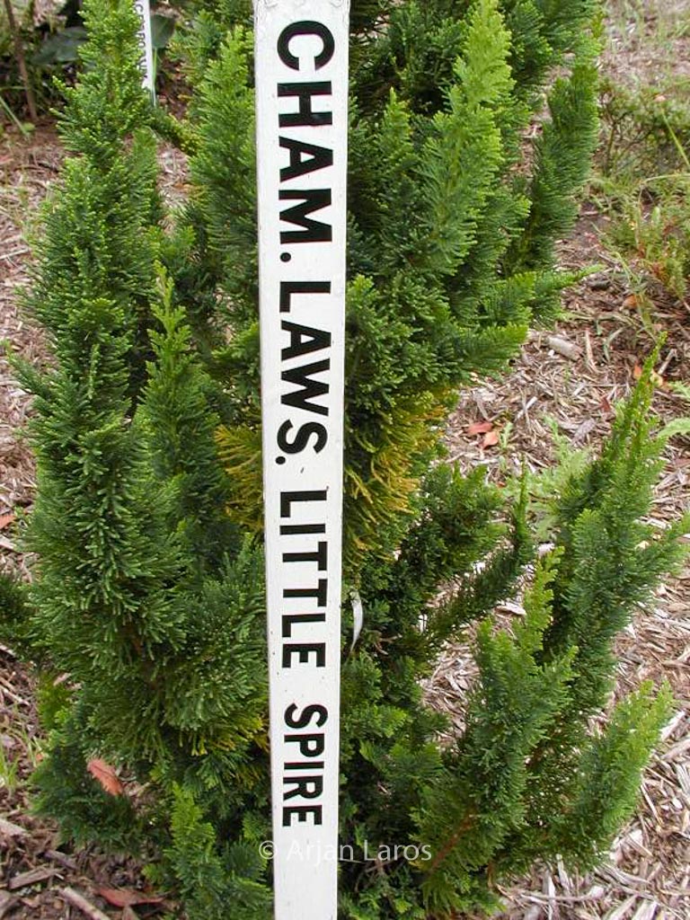 Chamaecyparis lawsoniana ‘Little Spire’