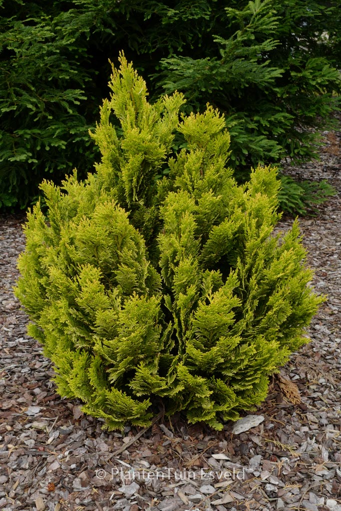 Chamaecyparis lawsoniana ‘Minima Aurea’