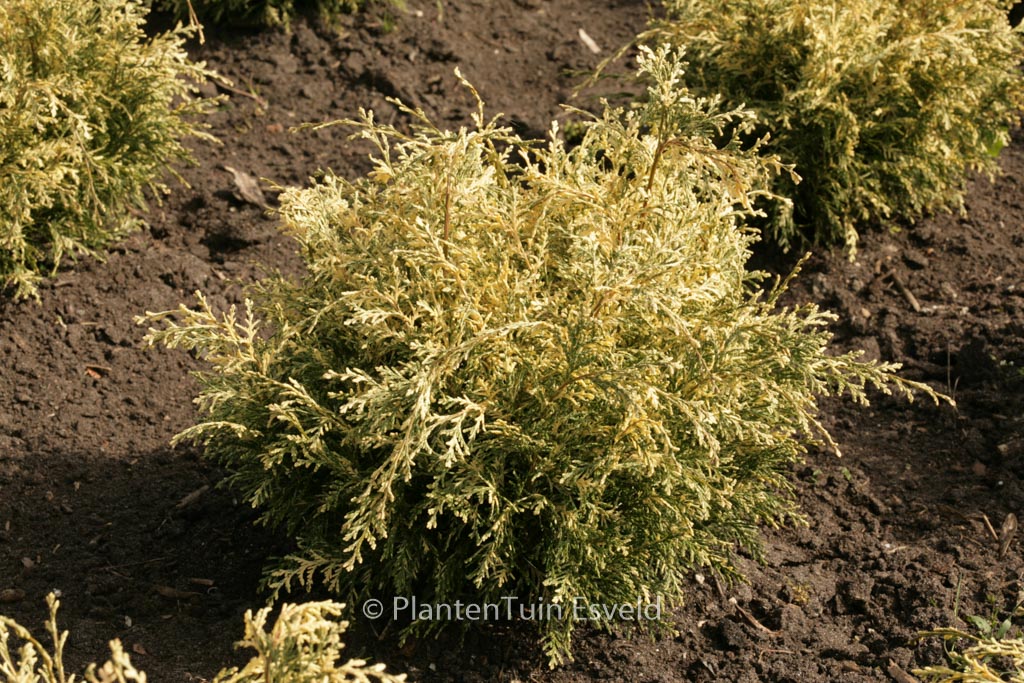 Chamaecyparis lawsoniana ‘Pearly Swirls’