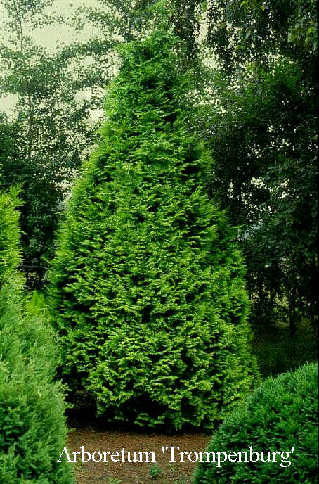 Chamaecyparis lawsoniana ‘Stardust’