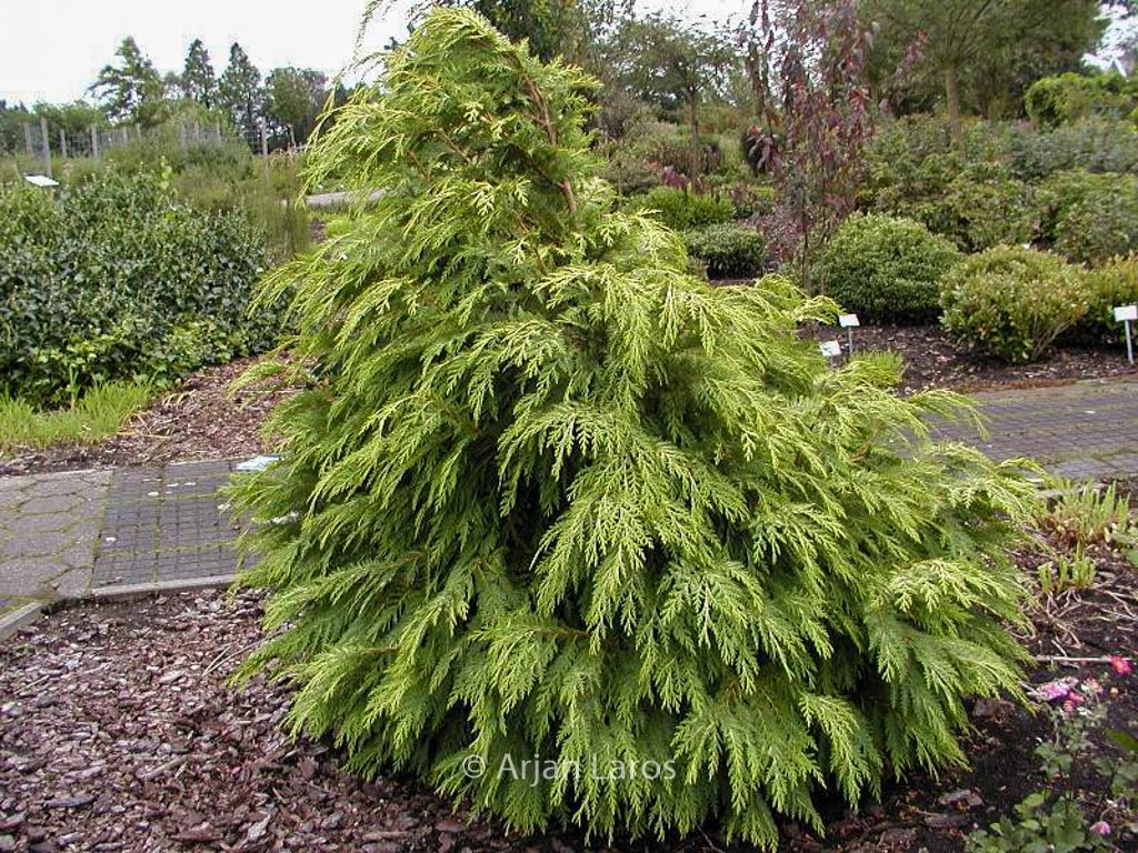 Chamaecyparis lawsoniana ‘Sunkist’