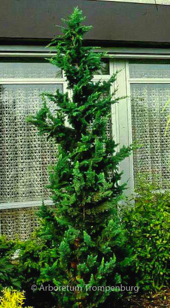 Chamaecyparis lawsoniana ‘Wisselii’
