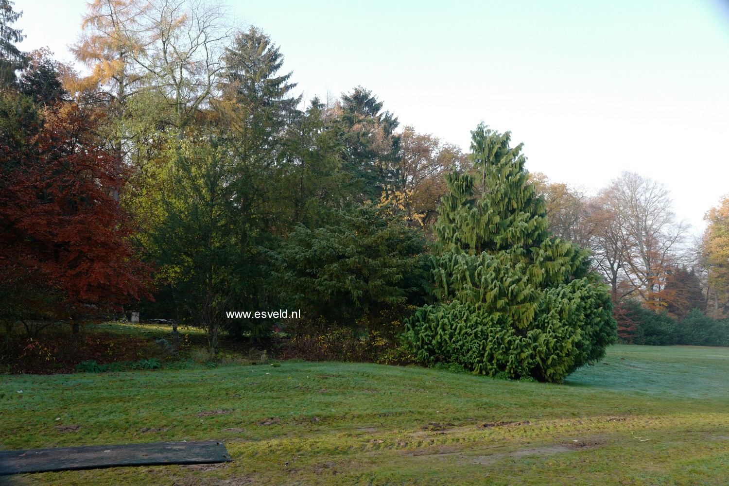Chamaecyparis nootkatensis ‘Pendula’