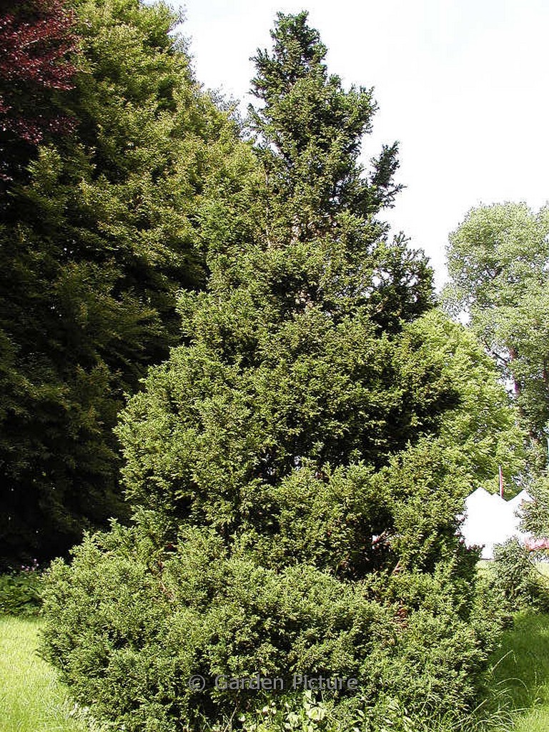 Chamaecyparis obtusa ‘Drath’