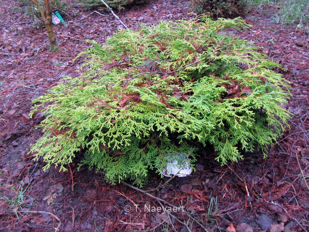 Chamaecyparis obtusa ‘Kamarachiba’