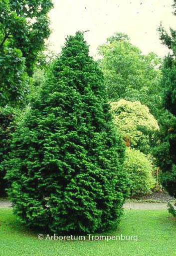Chamaecyparis obtusa ‘Loenik’