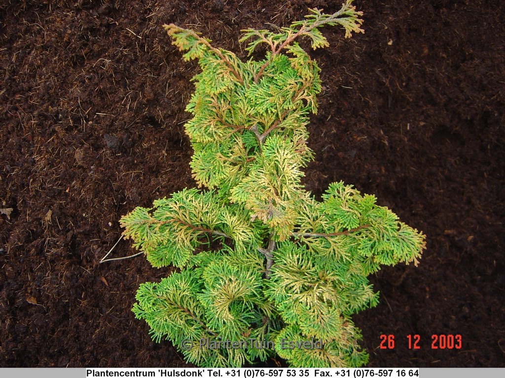 Chamaecyparis obtusa ‘Lycopodioides’