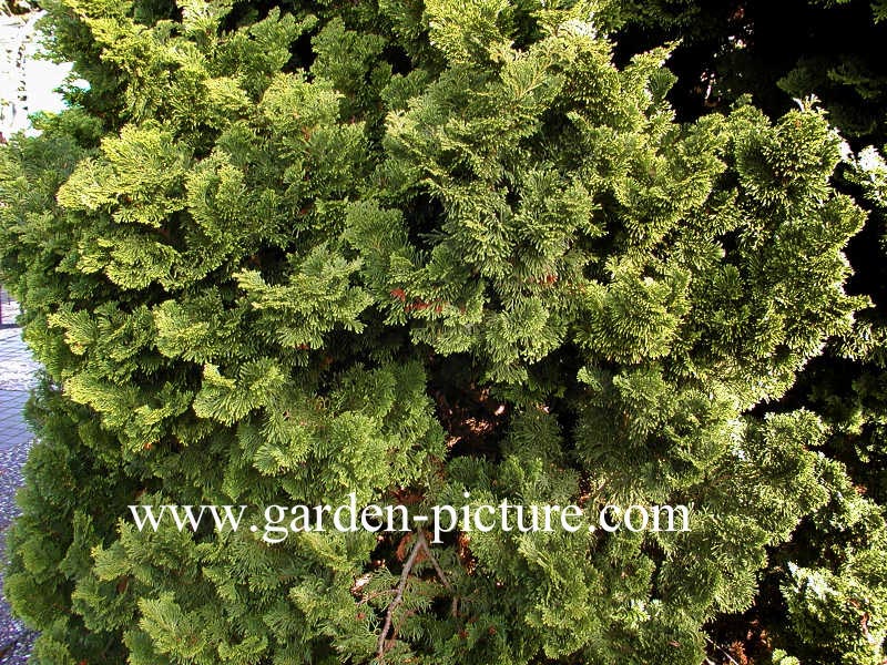 Chamaecyparis obtusa ‘Nana Gracilis’