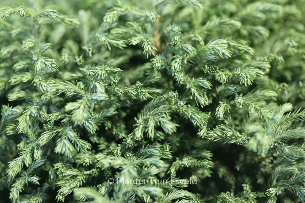 Chamaecyparis pisifera ‘Blue Moon’