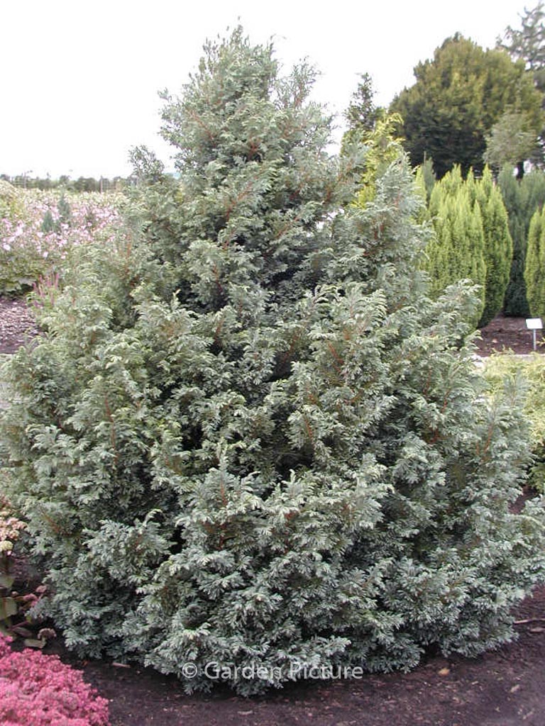 Chamaecyparis pisifera ‘Boulevard’