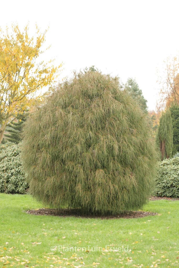 Chamaecyparis pisifera ‘Filifera’