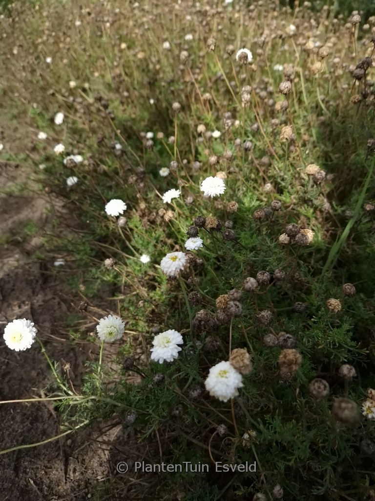 Chamaemelum nobile ‘Ligulosum’