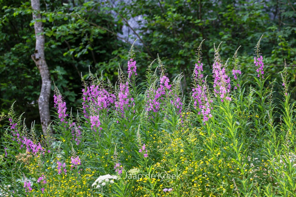 Chamerion angustifolium