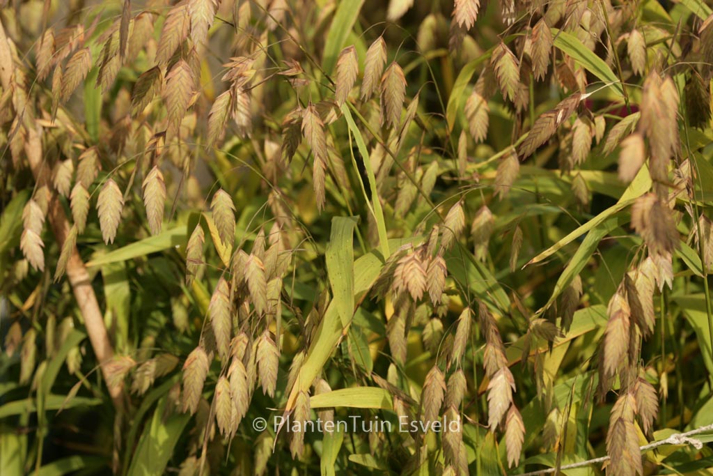 Chasmanthium latifolium