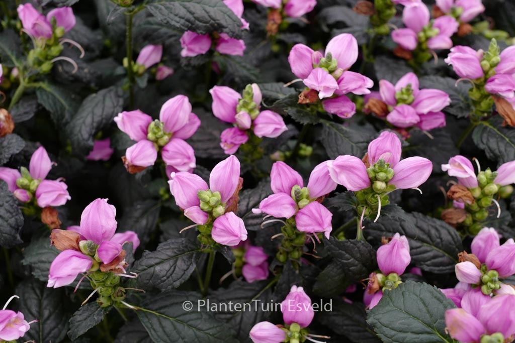 Chelone obliqua ‘Arturtle’ (PINK TURTLE)