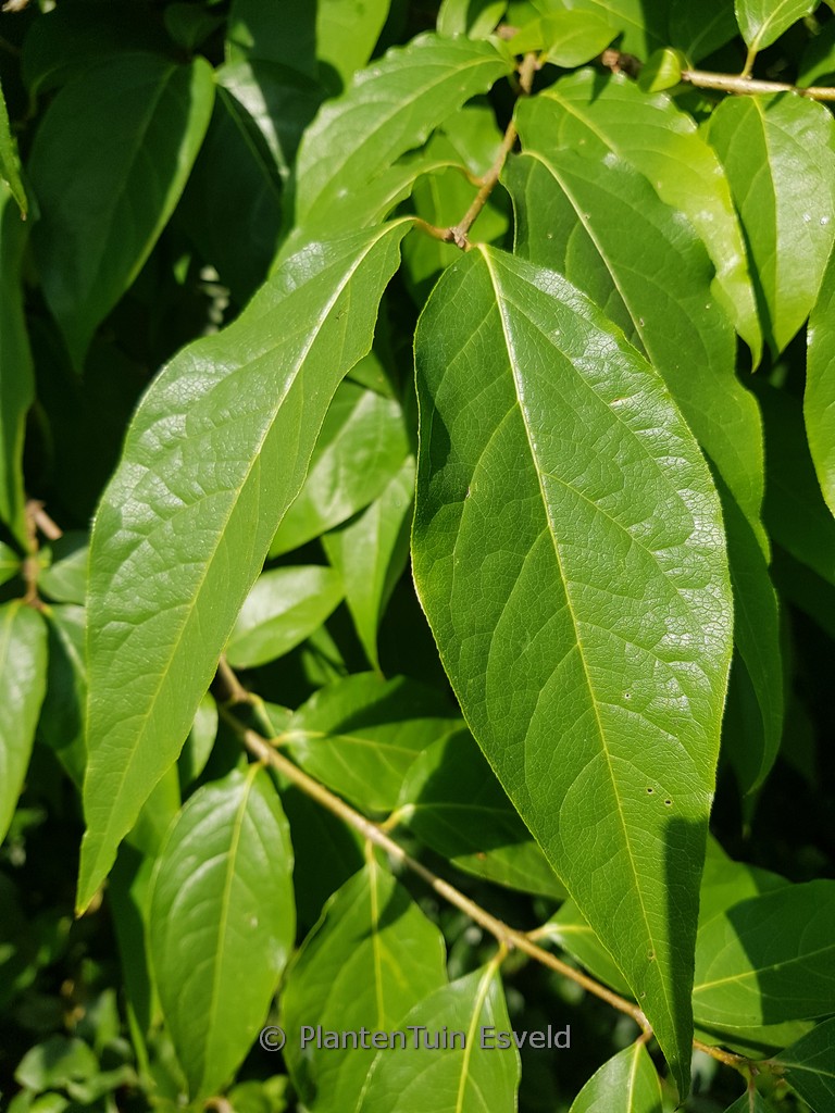 Chimonanthus praecox ‘Grandiflorus’