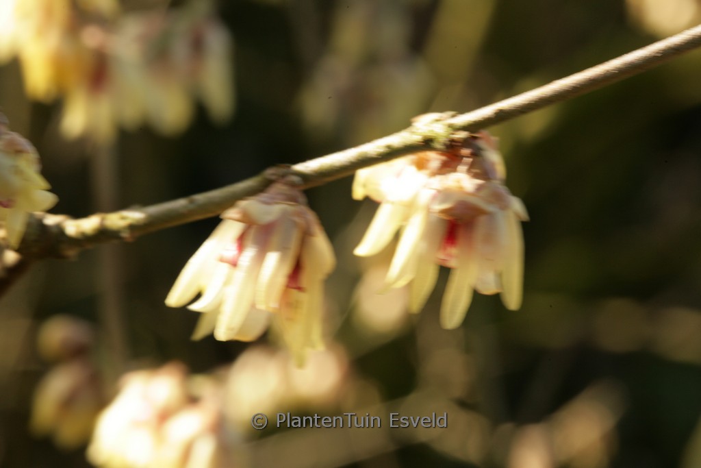 Chimonanthus praecox ‘Luteus’