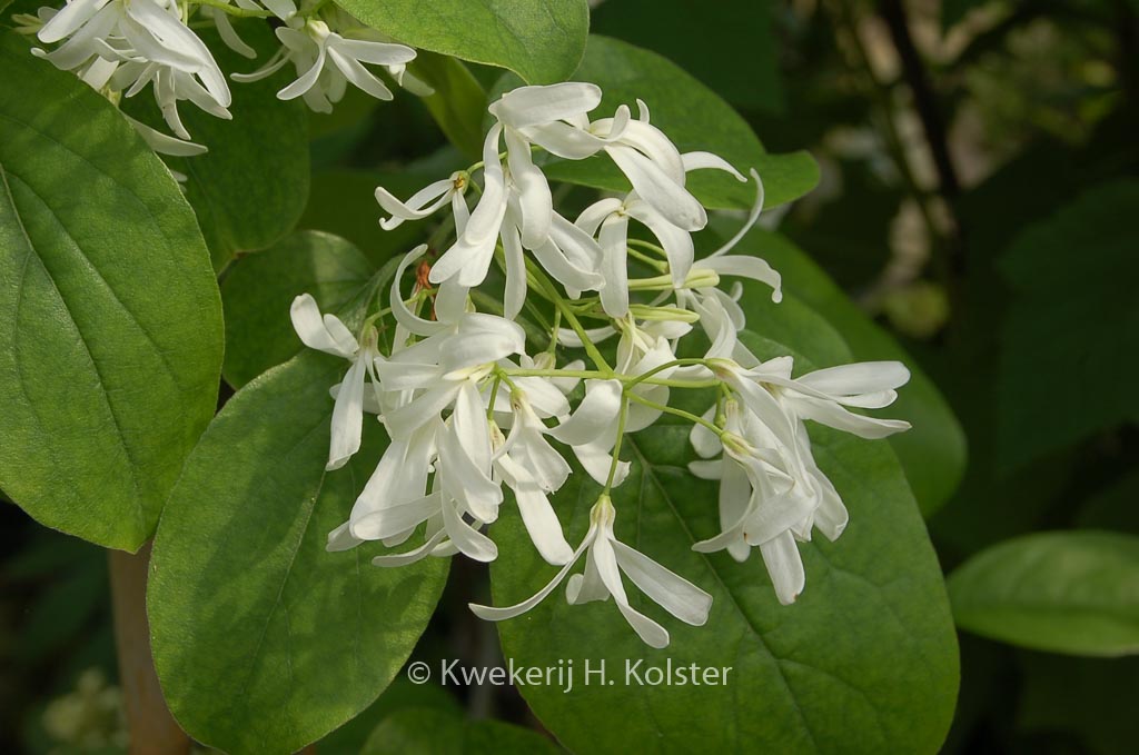 Chionanthus retusus ‘Botanica’s Beauty’