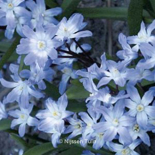 Chionodoxa forbesii ‘Blue Giant’