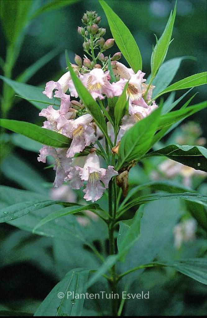 Chitalpa tashkentensis ‘Minsum’ (SUMMERBELLS)