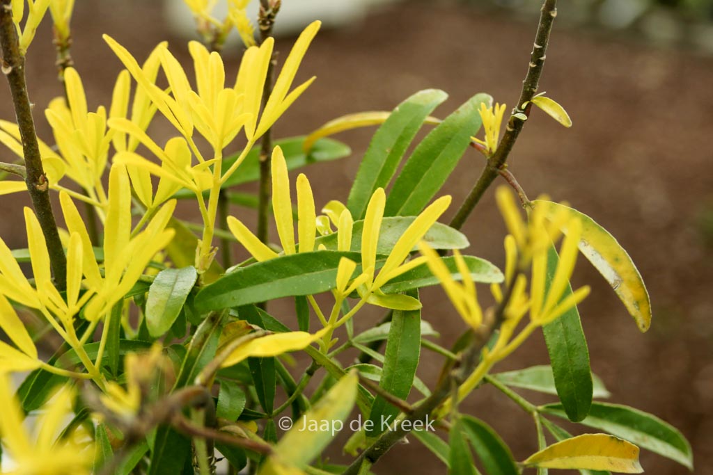 Choisya ‘Hilgold’ (AZTEC GOLD)