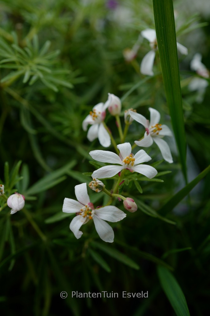 Choisya dewitteana ‘Little Bee’