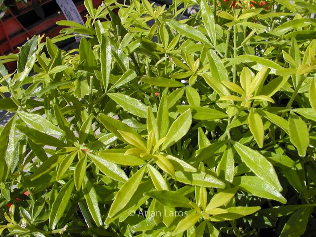 Choisya ternata ‘Limo’ (GOLD FINGERS)