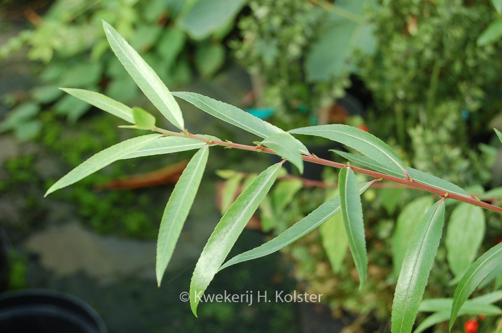 Chosenia arbutifolia