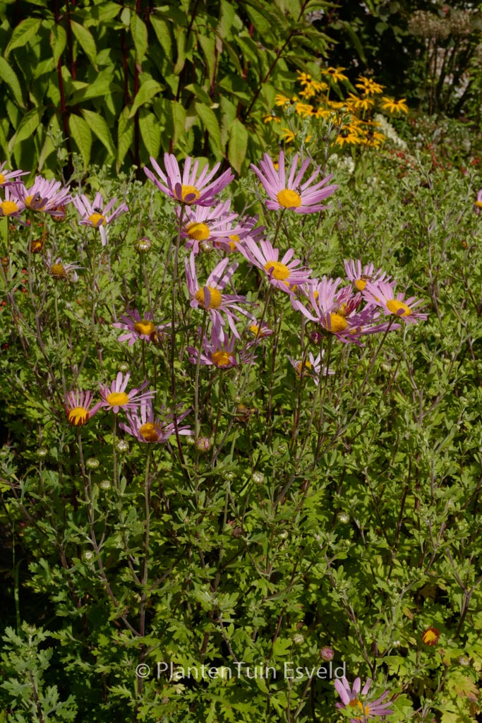 Chrysanthemum ‘Clara Curtis’